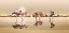 Picture of FLAMINGOS