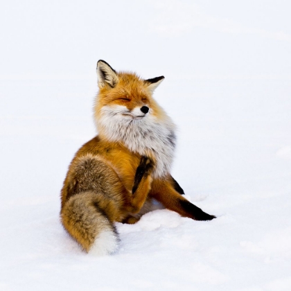 Picture of WINTERFOX