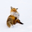 Picture of WINTERFOX