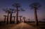Picture of ALLACE DES BAOBABS