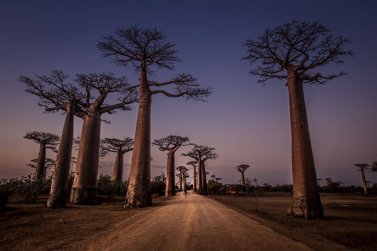 Picture of ALLACE DES BAOBABS