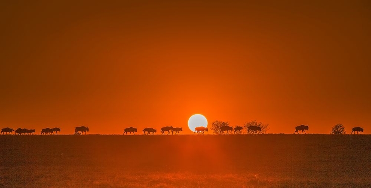 Picture of WILDEBEESTS WALKING IN GOLDEN LIGHT