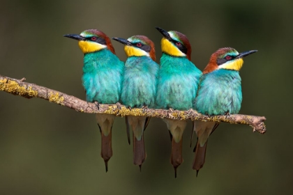 Picture of BEE-EATER RESTING