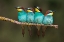 Picture of BEE-EATER RESTING
