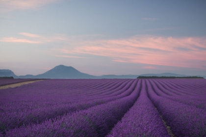 Picture of LAVENDER FIELD