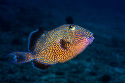 Picture of BLUE TRIGGERFISH