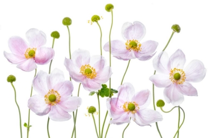 Picture of JAPANESE ANEMONES
