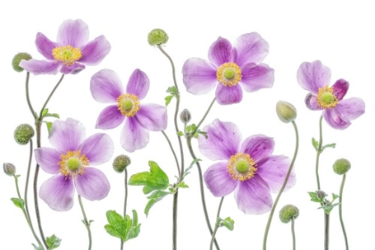 Picture of ANEMONE JAPONICA