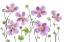 Picture of ANEMONE JAPONICA