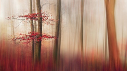 Picture of RED LEAVES.