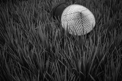 Picture of RICE FIELDS IN BW