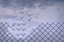 Picture of DONAAT FENCE ME IN!