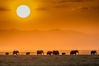 Picture of SUNRISE OVER AMBOSELI