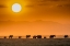 Picture of SUNRISE OVER AMBOSELI