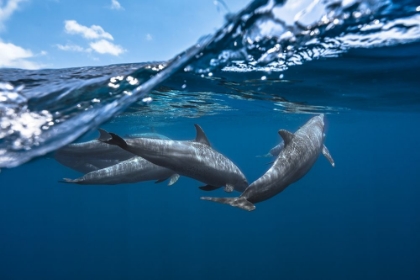 Picture of DOLPHINS