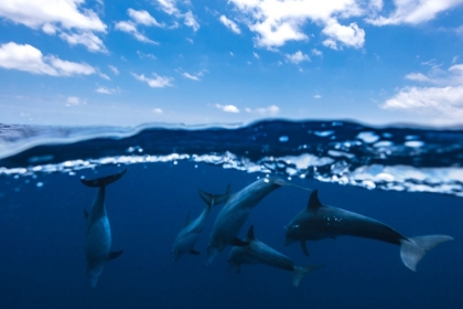 Picture of BETWEEN AIR AND WATER WITH THE DOLPHINS