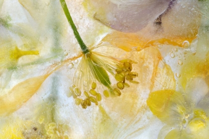 Picture of PAPAVER ICE