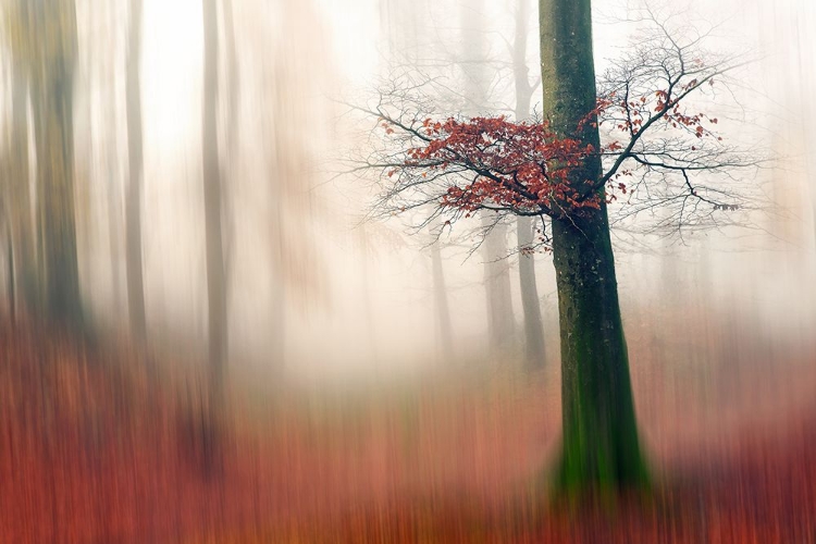 Picture of RED LEAVES AND THE HIDDEN PATH.