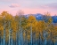 Picture of AUTUMN DELIGHT
