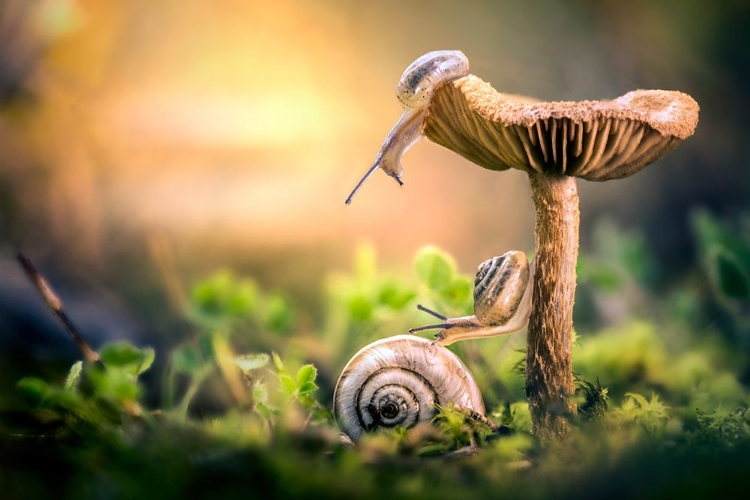 Picture of THE AWAKENING OF SNAILS