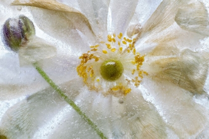Picture of FLORAL FREEZE