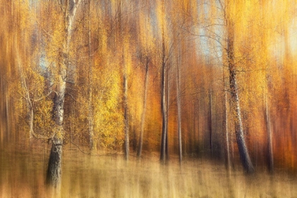 Picture of AUTUMN BIRCHES