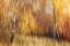 Picture of AUTUMN BIRCHES