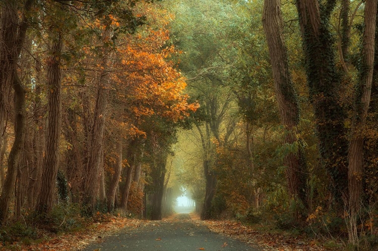 Picture of COUNTRY ROAD