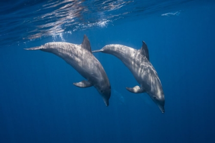 Picture of TWO BOTTLENOSE DOLPHINS
