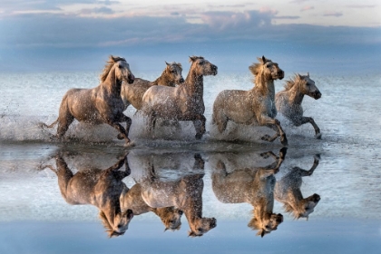 Picture of HORSES AND REFLECTION