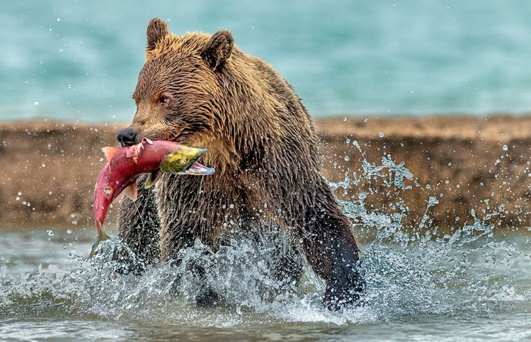 Picture of FISHING - KAMCHATKA-RUSSIA