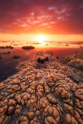 Picture of LOW TIDE ON THE LAGOON OF SAINT LEU.