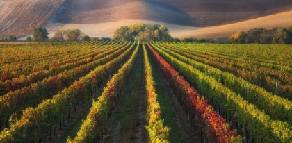 Picture of VINEYARD IN AUTUMN