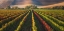 Picture of VINEYARD IN AUTUMN