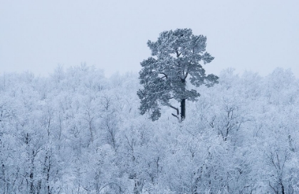 Picture of FIRST SNOW