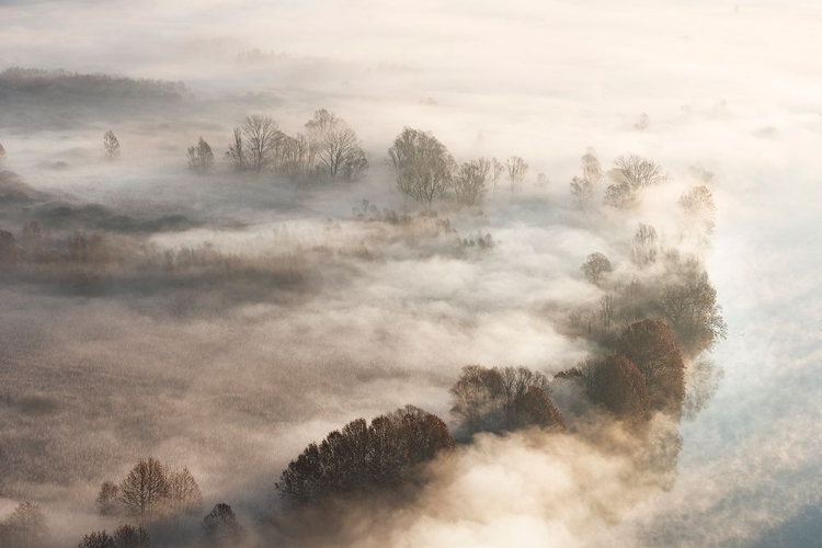 Picture of TREES IN THE FOG