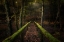 Picture of THE WAY TO THE FOREST