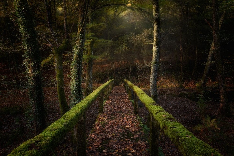 Picture of THE WAY TO THE FOREST