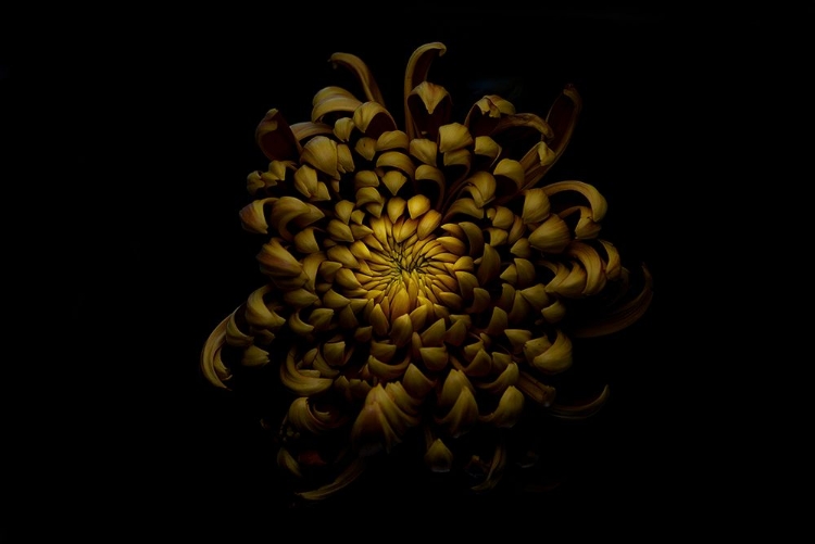 Picture of CHRYSANTHEMUM