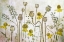 Picture of POPPIES AND HELENIUM