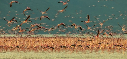 Picture of GATHERING IN GOLDEN LIGHT