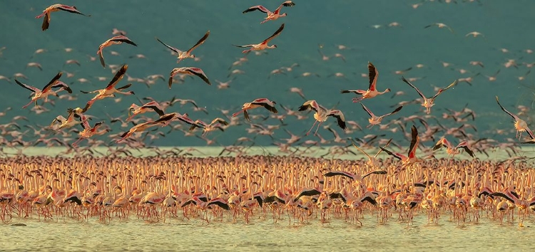 Picture of GATHERING IN GOLDEN LIGHT