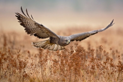 Picture of COMMON BUZZARD
