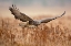 Picture of COMMON BUZZARD