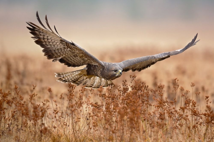 Picture of COMMON BUZZARD