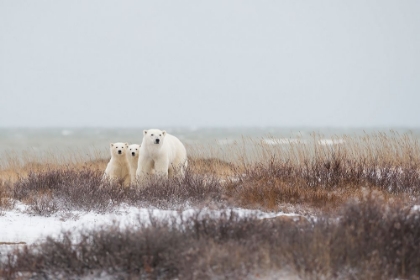 Picture of MOTHER A CUBS AT THE SEASIDE