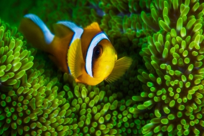 Picture of YELLOW CLOWNFISH ON GREEN ANEMON
