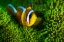 Picture of YELLOW CLOWNFISH ON GREEN ANEMON