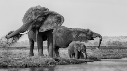 Picture of THE FAMILY OF ELEPHANTS