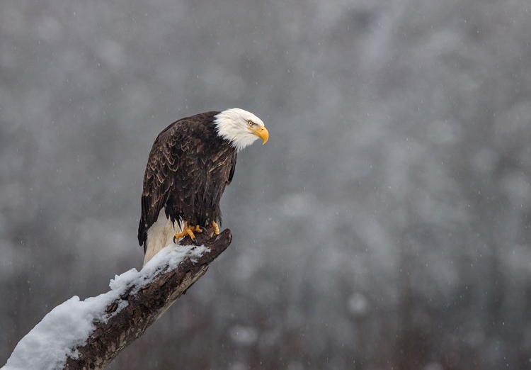 Picture of SNOW ON THE SKAGIT